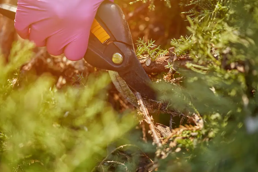 Experienced Montclair, NJ landscaper carefully pruning and shaping a shrub